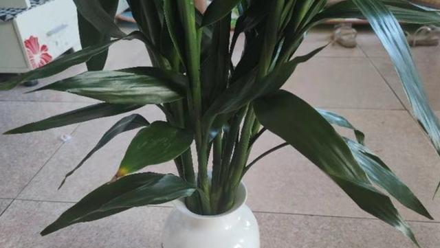 水培富贵竹叶子发黄怎么救，水养富贵竹叶子发黄怎么办（水养富贵竹叶子发黄是什么原因）