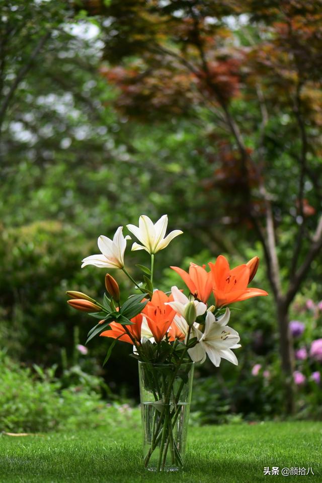 百合几月份开花，百合花什么时候开花（盛开在初夏的橙色花园）