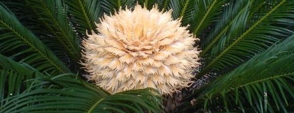 铁树开花到底意味着什么，铁树开花到底意味着什么意思（铁树开花的征兆）