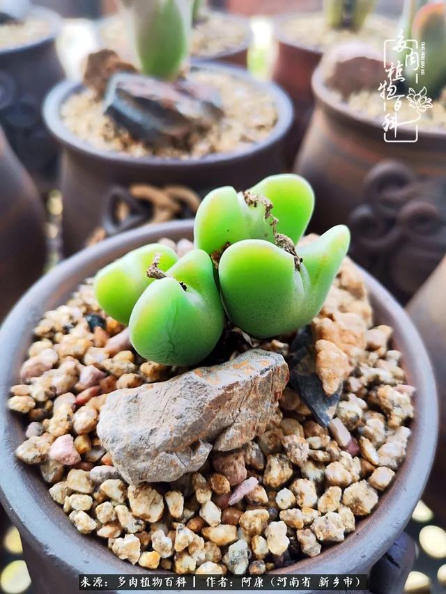 2021九·一八事变是多少周年，2021年是九一八事变的几周年（献给2021最好的春天）