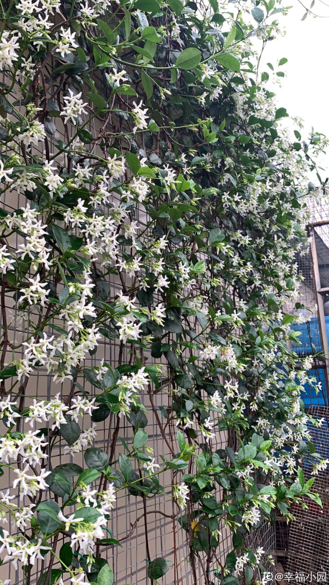 鸟尾花的繁育管理，鸟尾花 花期（30种耐阴花）