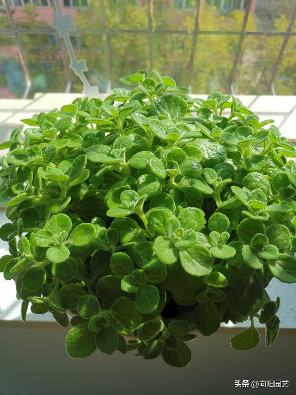 碰碰香怎么扦插，碰碰香的繁殖方法（15天长成“绿皮球”）