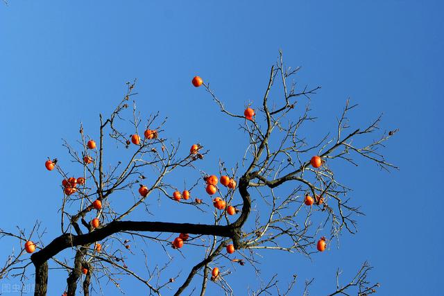 种紫薇树的风水禁忌，风水最好的树（有院子就种15种树）