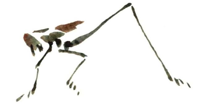 纺织娘是蝈蝈吗，纺织娘蝈蝈蛐蛐三大鸣虫宠物（学会几分钟一幅国画）