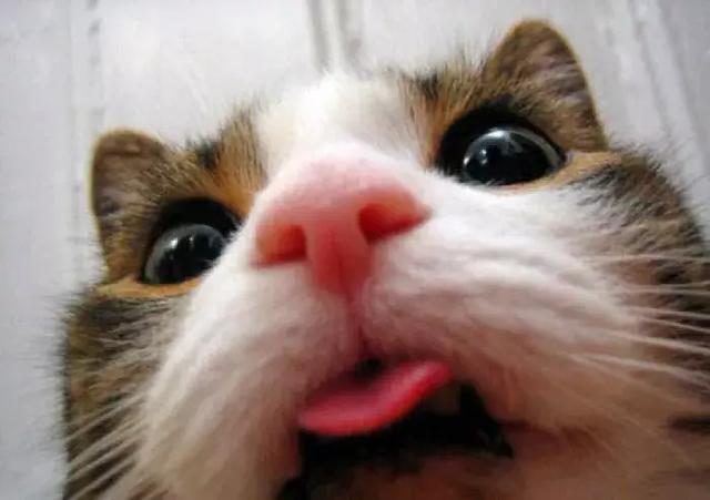 猫咪不吃猫粮什么原因，猫不吃猫粮有几种情况（猫咪突然不爱吃猫粮了是什么原因）