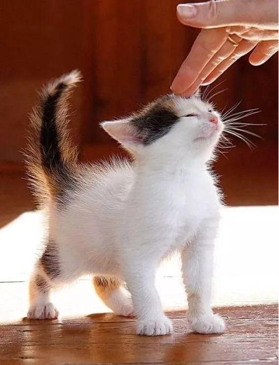猫尾巴竖起来什么意思，小猫翘着尾巴是什么意思（一动尾巴就出卖心情的猫咪也太可爱了）