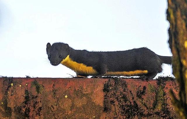 貂和黄鼠狼的区别，雪貂和黄鼠狼的区别（生物相册：黄鼠狼）