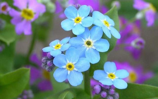 勿忘我花语，勿忘草中永恒爱（勿忘我鲜花图片）