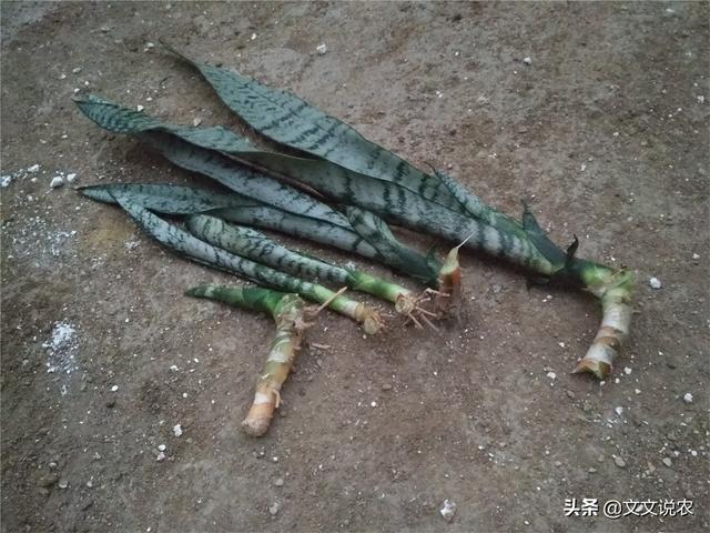 虎皮剑兰的养殖方法，虎皮剑兰的养殖方法和注意事项浇水（新手也能种好虎皮剑兰）