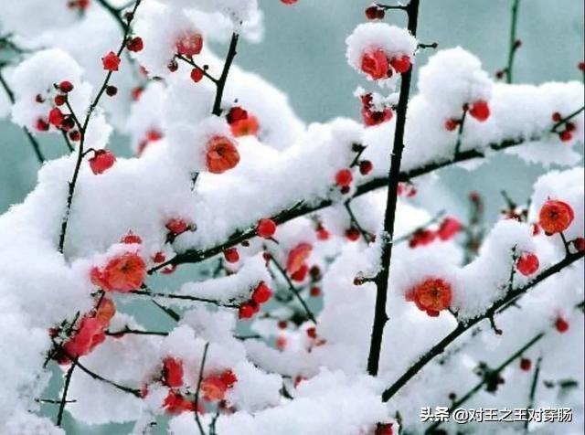 数九对什么，隆冬对什么。（梅花隆冬斗雪。下联：）