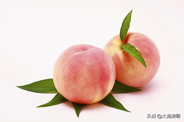 白枣吃了有什么作用急急急，白枣的营养价值及功效（开启了太湖洞庭一年的花果飘香）