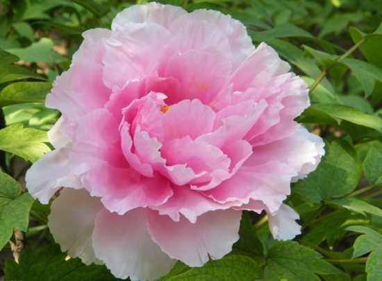 牡丹是什么意思，凤穿牡丹是什么意思（现在是牡丹盛开时节）