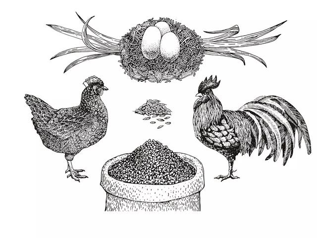动物简笔画大全之考拉画法，考拉简笔画大全大图（有难得一见的刺猬、企鹅、考拉）