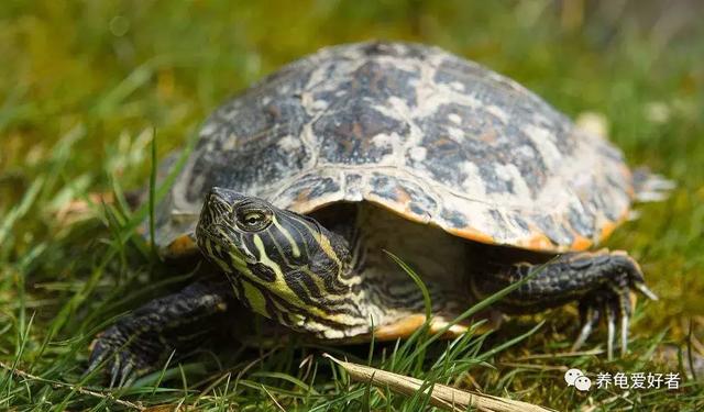 乌龟冬眠需要准备什么，乌龟冬眠怎么养（你的龟需要哪些准备呢）