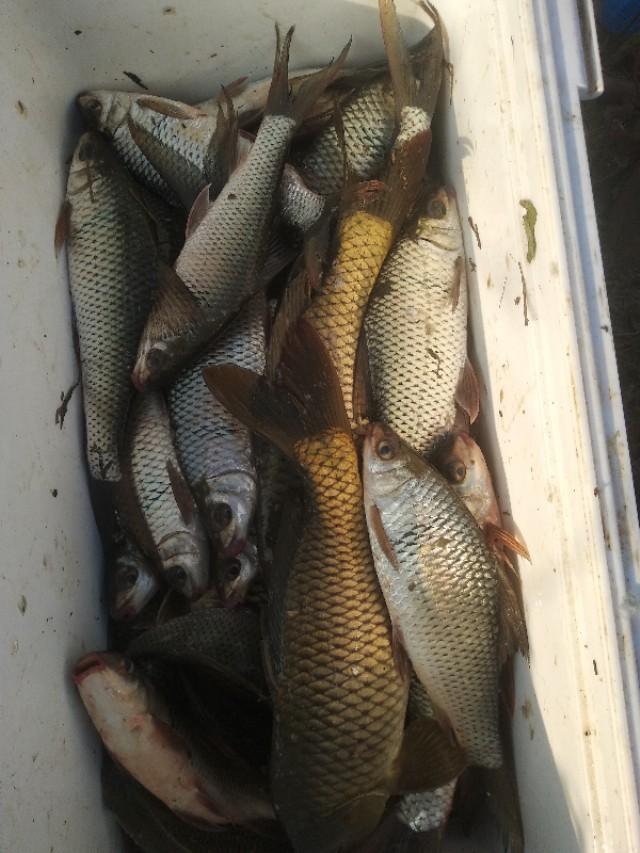 如何钓鲮鱼，怎样才能钓到鱼（垂钓野生土鲮应当把握这几种技巧）