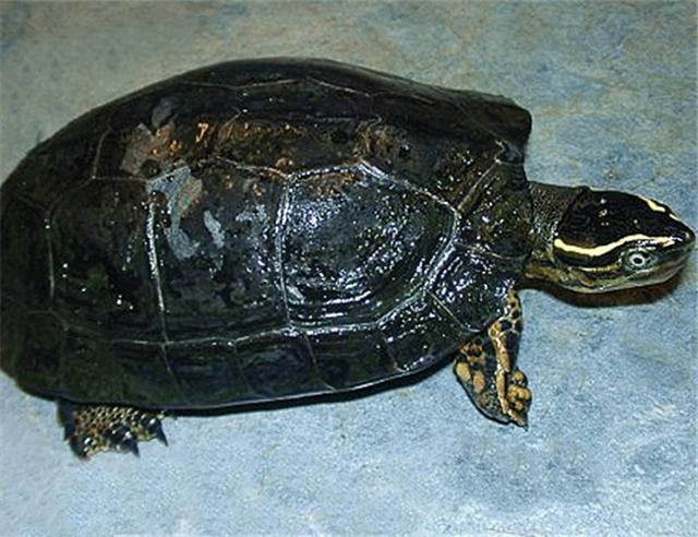 乌龟种类有哪些，乌龟种类有哪些品种（陆龟和水陆两栖龟区别）