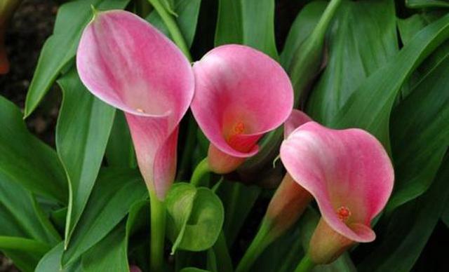 马蹄莲的养殖方法和注意事项，白马蹄莲的养殖方法和注意事项（马蹄莲的养殖方法和注意事项）