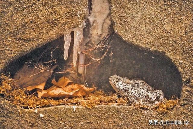 蛇是怎么冬眠的，蛇冬天怎么休眠（蛇在冬眠时“任鼠宰割”）