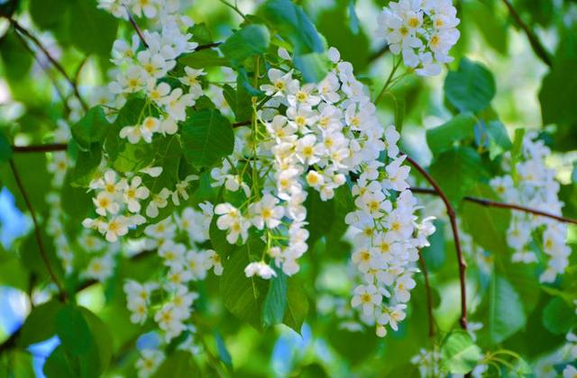 稠李，稠李树，盘点东北独有的野生水果（稠李树图片大全）