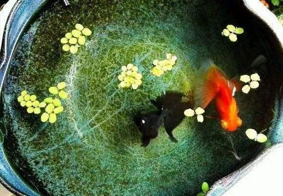 蝶尾金鱼怎么养哪一种金鱼更好养，蝶尾金鱼好养吗?蝶尾金鱼怎么养（哪种金鱼生长速度最快）