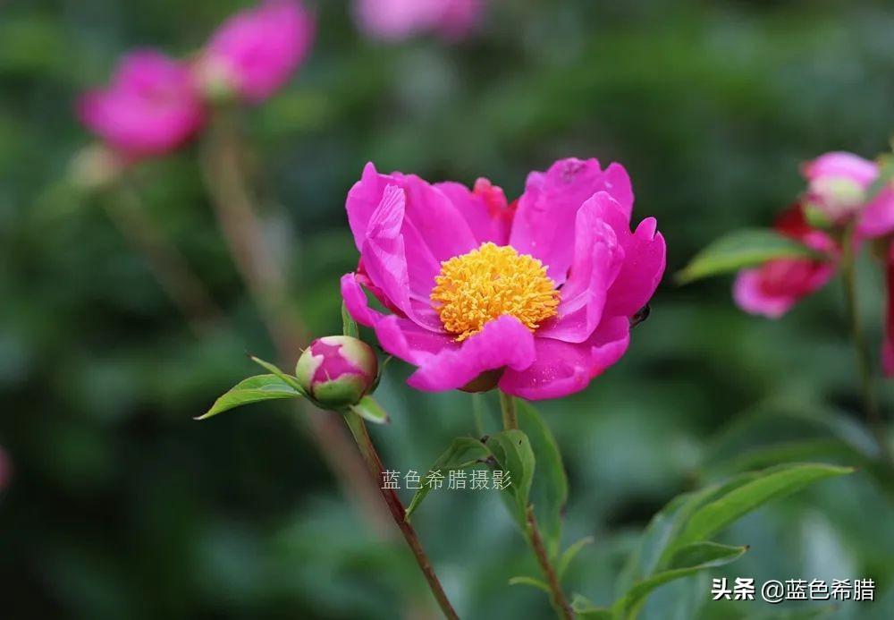 芍药花什么时候开，芍药什么时候开花（实拍13张芍药花照片）