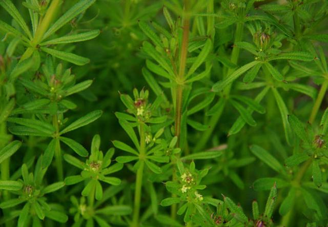 单子叶植物,附赠一份除草方法(单子叶植物叶脉)
