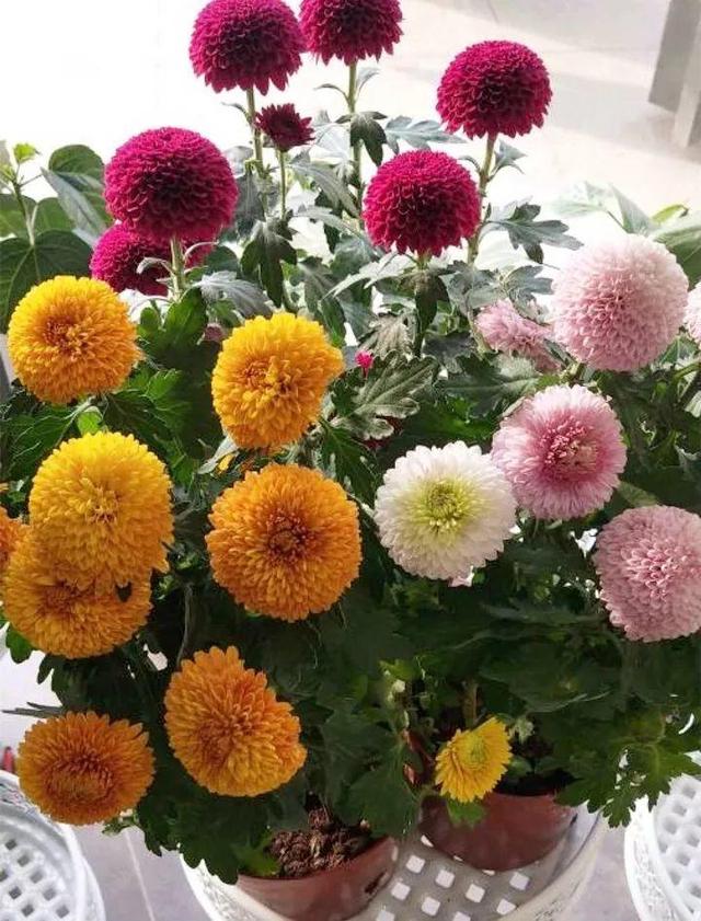 杜鹃花掉叶子的原因和解决办法详情介绍，杜鹃花掉叶子严重咋办（到底是哪出问题了）