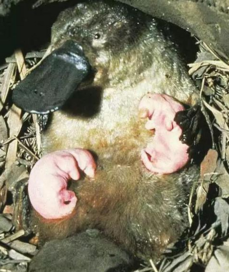 鸭嘴兽是什么动物，野生动物之鸭嘴兽（最原始的哺乳动物——鸭嘴兽）