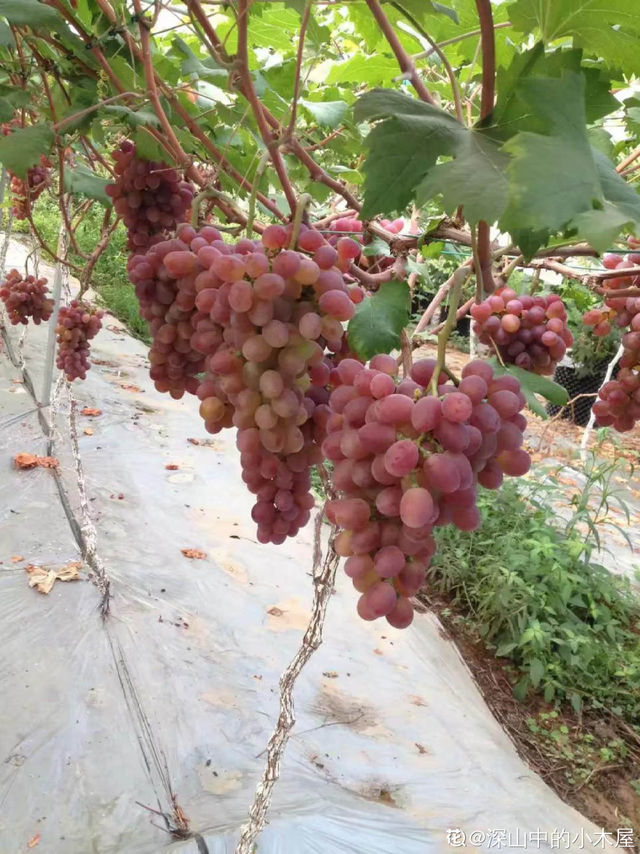 葡萄干怎么保存，葡萄干储存温度（葡萄干的制作方法太奇特）