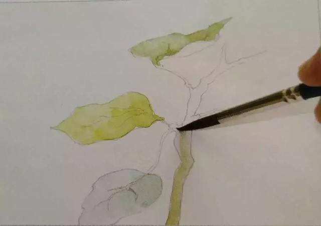 水彩画技法有什么，水彩画技法（5分钟学会一幅画吧）