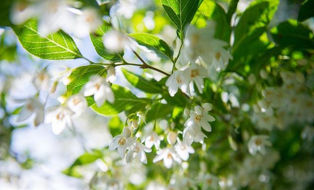 日本的花和花语，日本兰花花语（200种花卉的花语汇总）