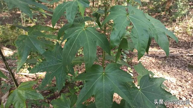 树枝长刺的树有哪些，树枝长刺的树有哪些树（湖南永州发现了有毒树）