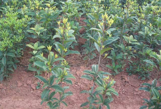 桂花香精怎么提取，桂花香如何提取（沁人心脾人引人来）