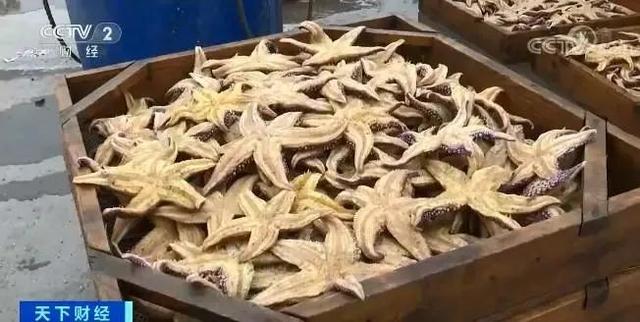 海星可以吃吗，油炸海星可以吃吗（是一种棘皮动物。海星能吃）