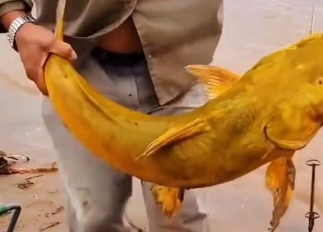 今日黄辣丁价格表，要注意些什么问题（黄河“巨型黄辣丁”被人钓起）