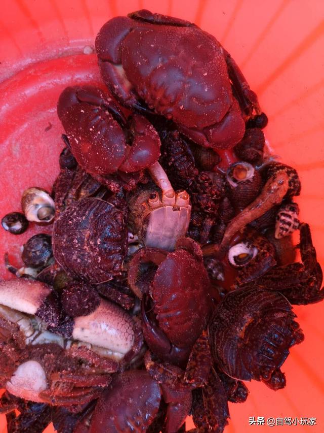 惠州海岛旅游景点哪里好玩，惠州野沙滩大汇总：8个野沙滩