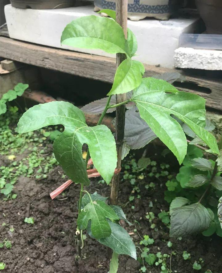 一株百香果(自己在家就能种,1根枝结3斤果) - 彝家农业网