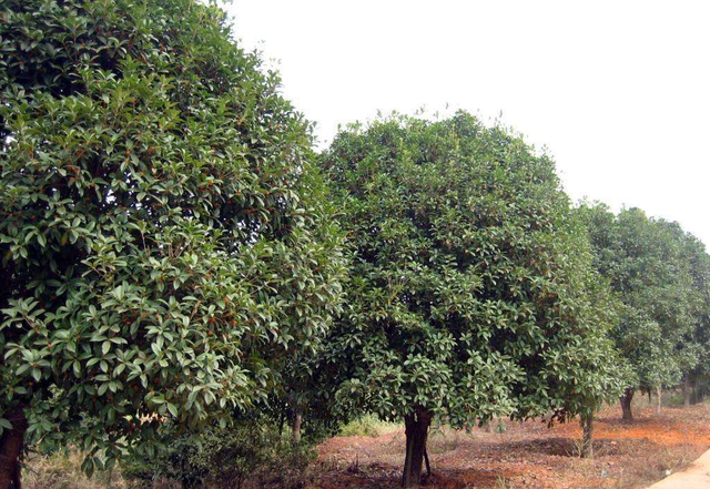 桂花香精怎么提取，桂花香如何提取（沁人心脾人引人来）