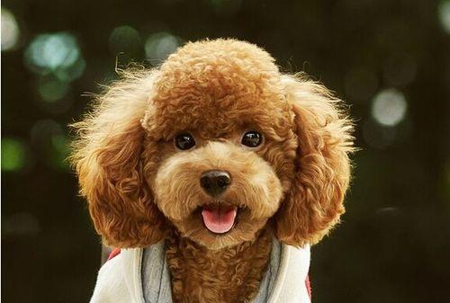 泰迪幼犬四个月掉毛，泰迪幼犬四个月掉毛怎么回事（四个月泰迪掉毛正常吗）