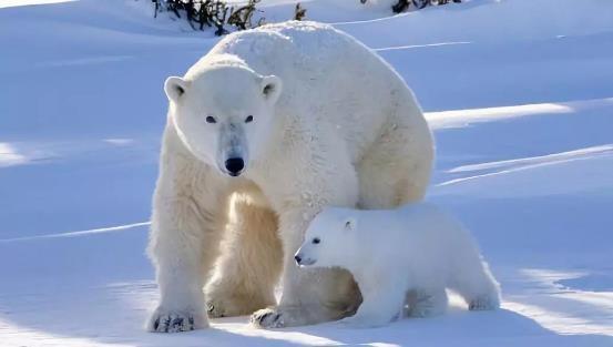 哺乳动物有哪些，世界上哺乳类动物有哪些（哺乳类动物和图片）