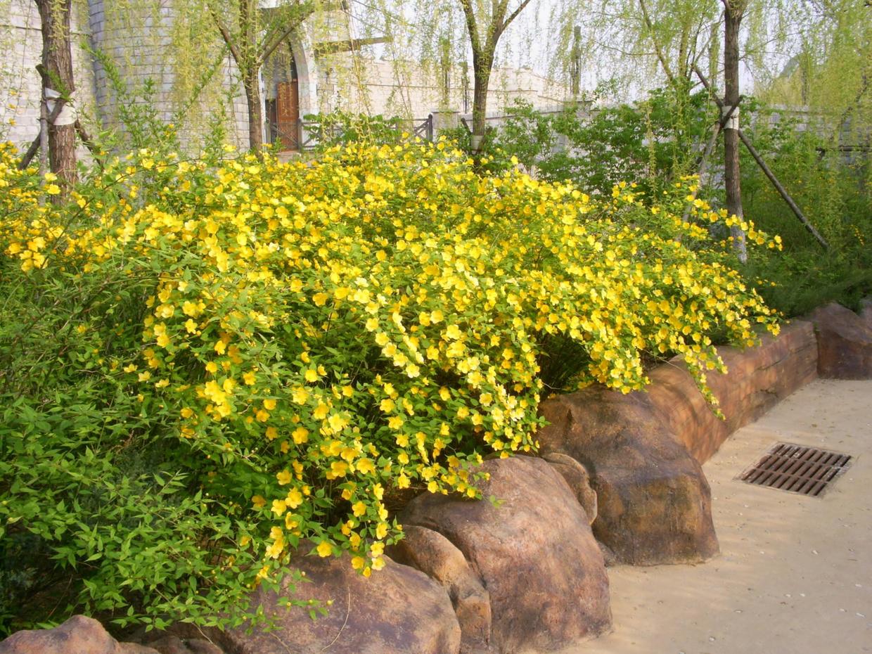 棠棣花,原来它有好多小秘密(棠棣花的花语)
