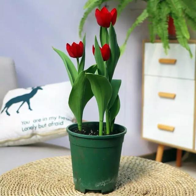 一帆风顺花有毒吗，一帆风顺花草有毒吗（家里养了宠物的朋友）