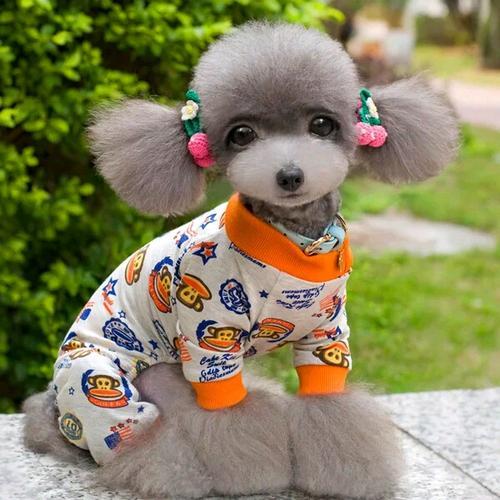 泰迪犬总舔爪子是怎么回事，泰迪咬爪子舔爪子咋回事（是想表达这5个意思）