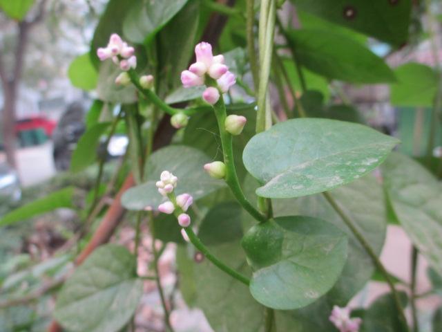 猪母菜的功效与作用,白花猪母菜的功效与作用(农村4种名不副实的豆腐