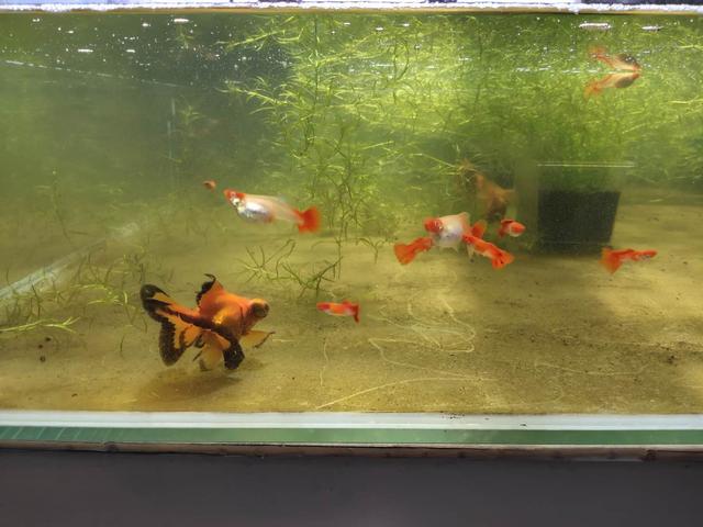 自来水可以养鱼吗，自来水能养鱼吗（不困水、不养水自来水直接入缸）