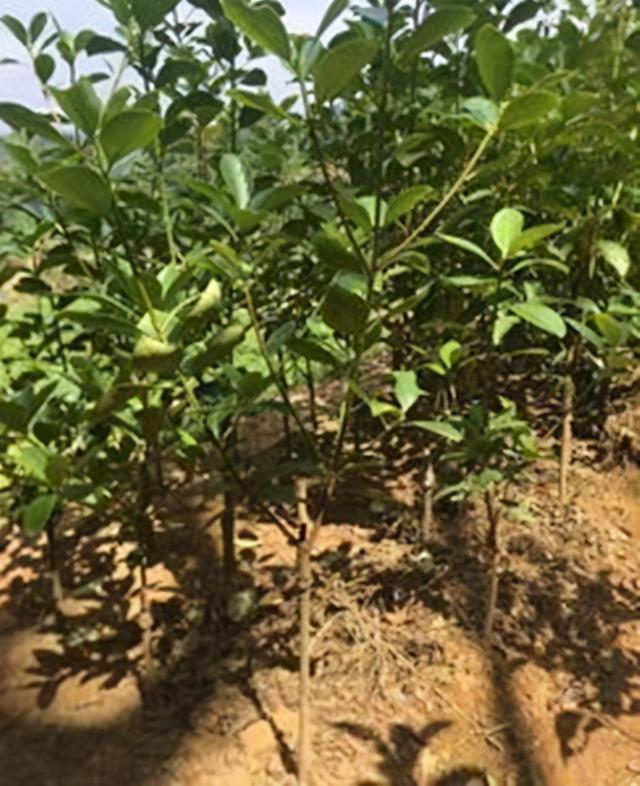 八角种子在哪里有卖_八角种子可以直接种吗，市场上买的八角能做种子吗（八角育苗几月种植好）