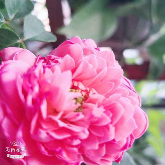牡丹花根怎么种，牡丹容易烂根怎么办