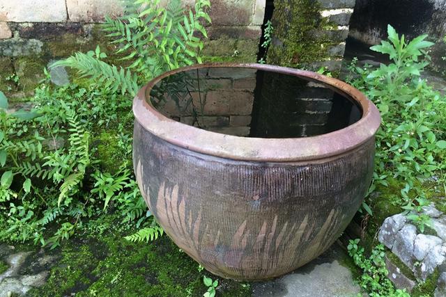 鱼不喂食会饿死吗，观赏鱼半个月不喂食会不会饿死（10年也“饿”不死）