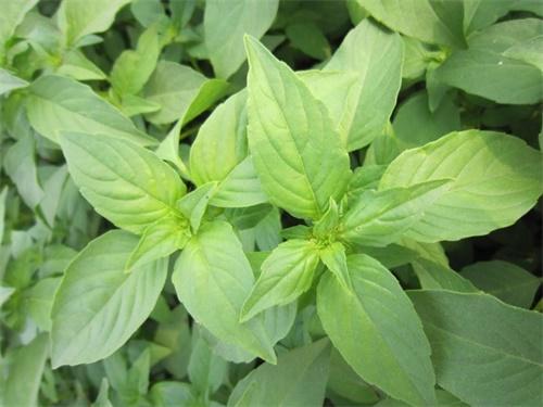 荆芥最佳种植方法，荆芥的用量是多少克（春季播种荆芥要注意保持土壤湿润）