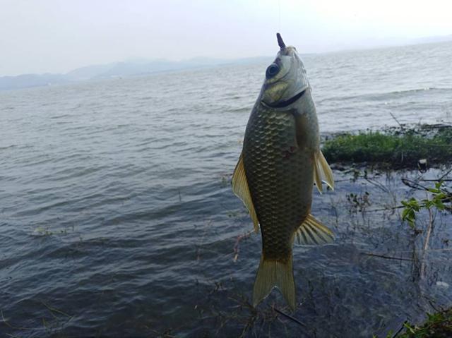 怎样才能钓鲫鱼，怎么样钓鲫鱼（想钓大鲫鱼也没想象的那么难）